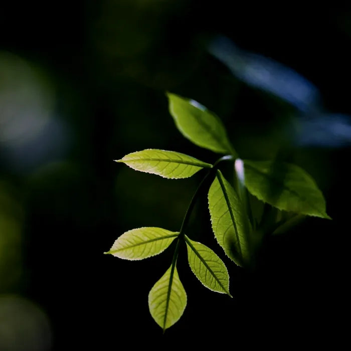 Green alfalfa leaves backlit against a dark background