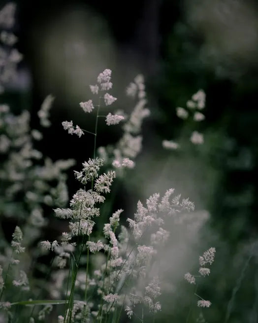 Wild meadow herbs in soft light