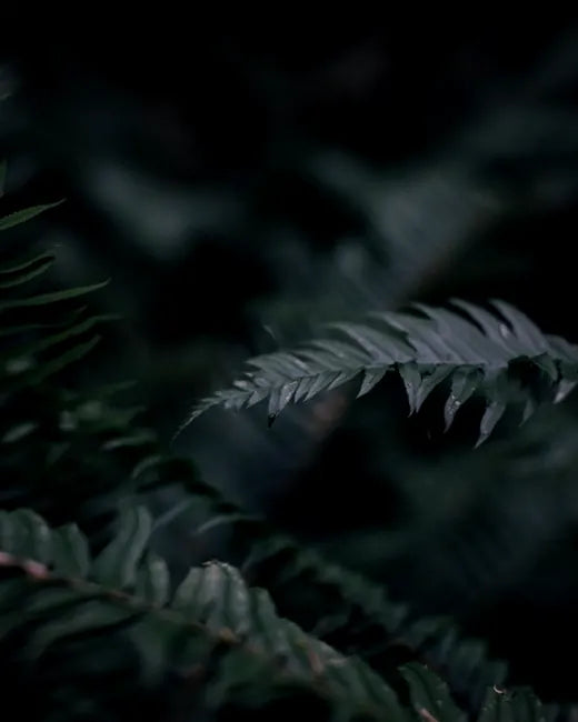 Dark green ferns in a forest