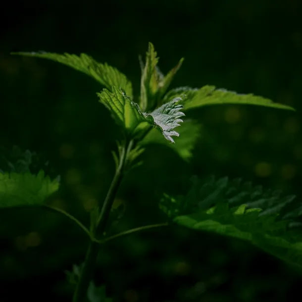 Fresh nettle leaves