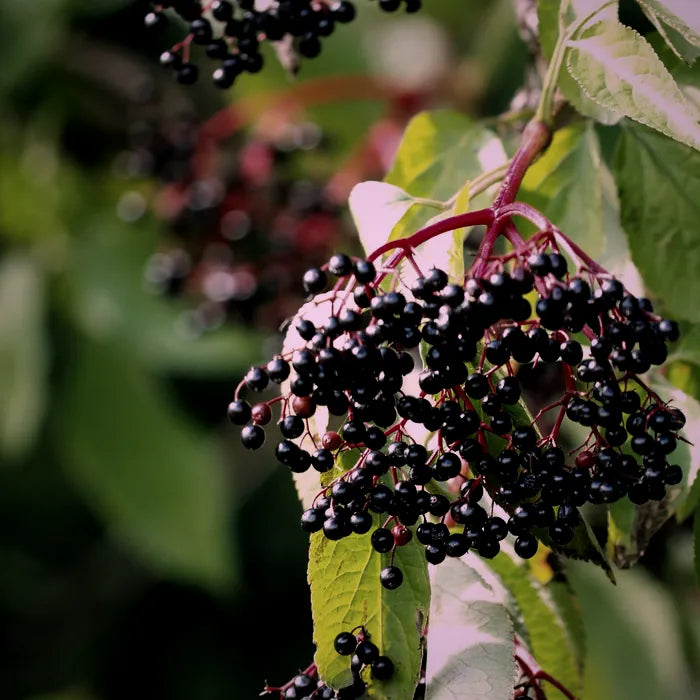A cluster of ripe dark elderberries on the branch