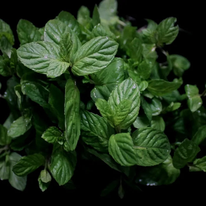 Fresh mint leaves with water droplets